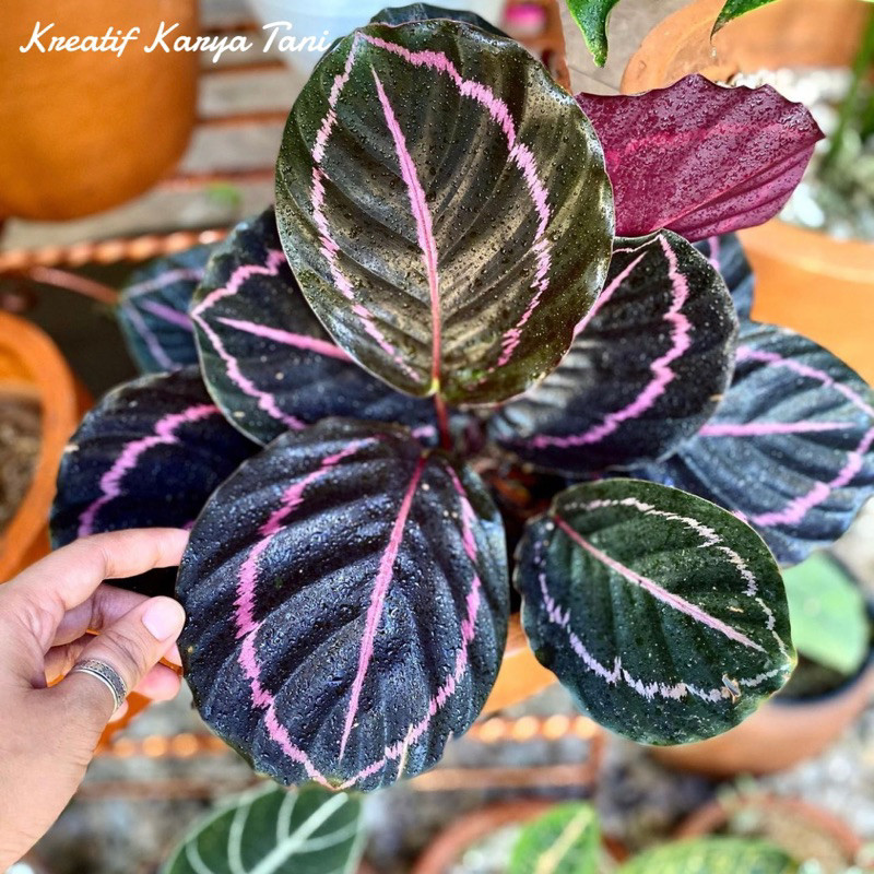 Calathea black lipstik - Calathea black lipstik - Black lipstik