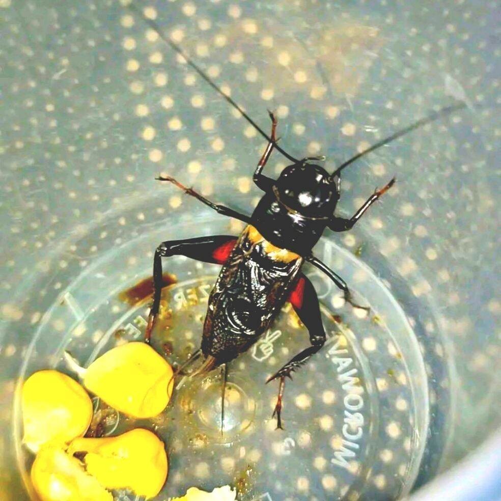 JANGKRIK ( SUPER BESAR ) JK SUPER BIGE JANGKRIK ADUAN SUDAH SAMA KANDANG PILIHAN SUPER