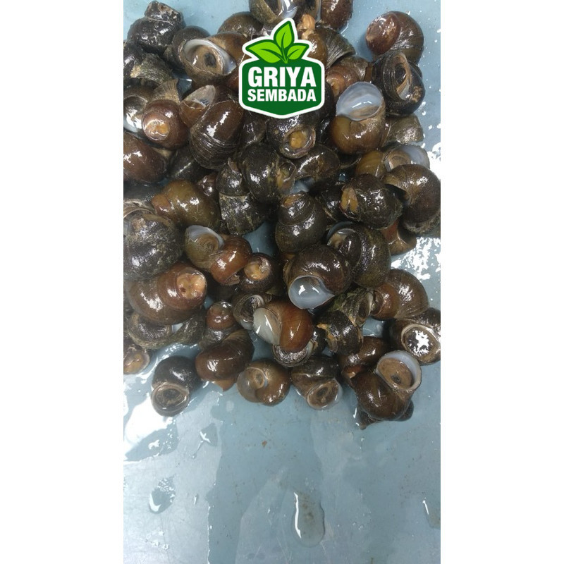 

Keong tutut sawah segar Griya Sembada