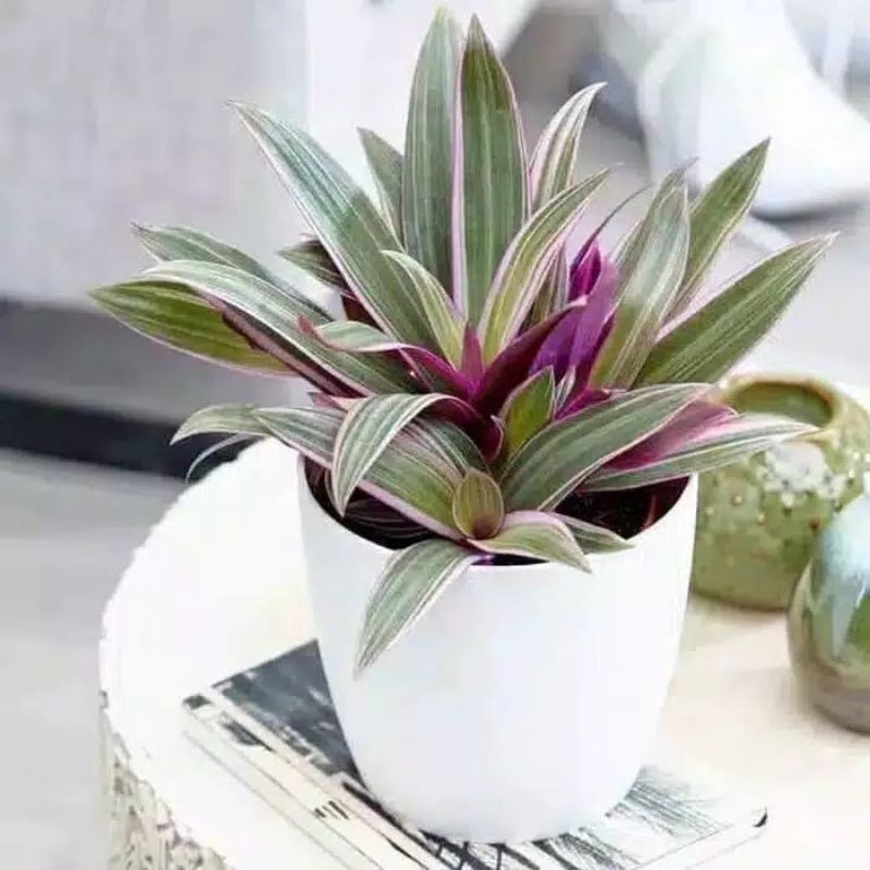 Tanaman Hias Adam Hawa Varigata Pohon Adam Hawa Varigata Tanaman Adam Hawa, Pohon Adam Hawa