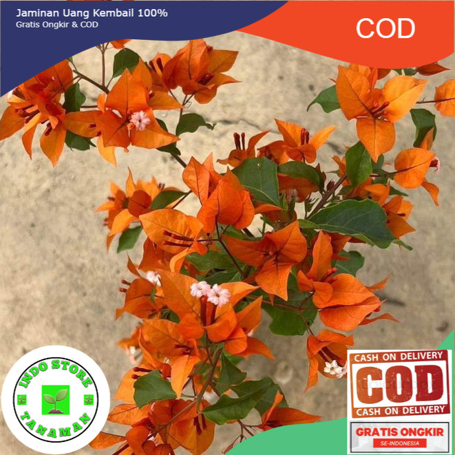 BOUGENVILLE FIRE OVAL (COD)