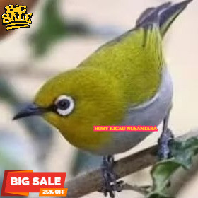 pleci buxtomi/bustomi bahan pilihan promo murah