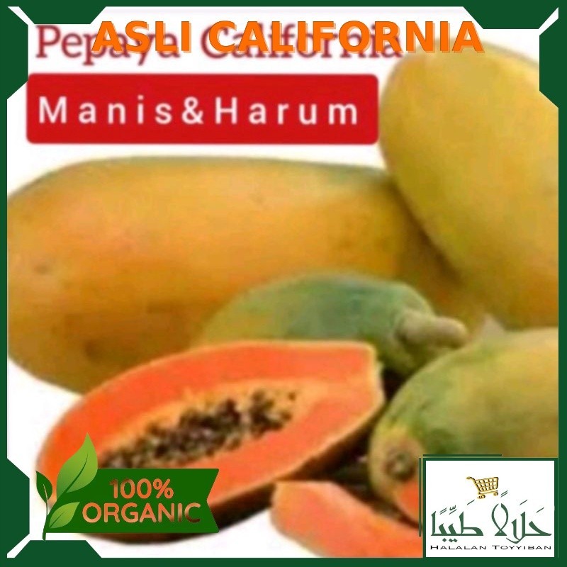 

PEPAYA CALIFORNIA MANIS FRESH ( PILIH MATANG , MENGKAL ) Per 1 Buah