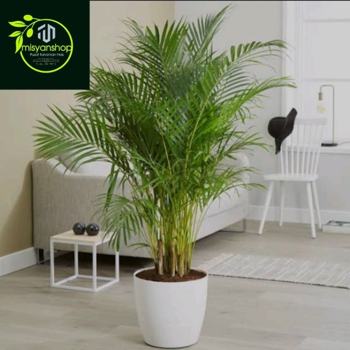 tanaman hias palem kuning besar Tanaman hias hidup