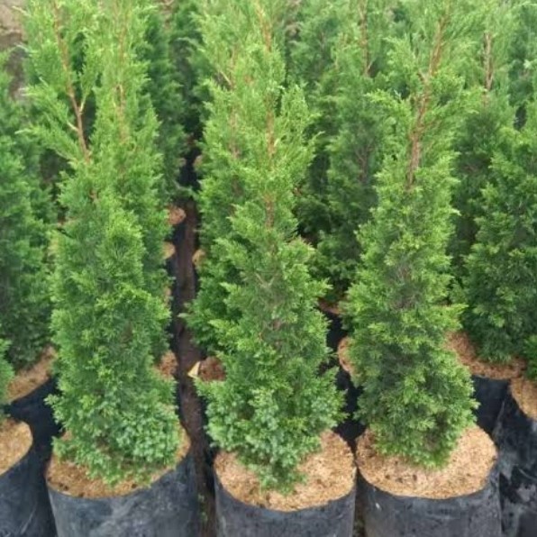 bibit tanaman hias cemara lilin/pohon natal