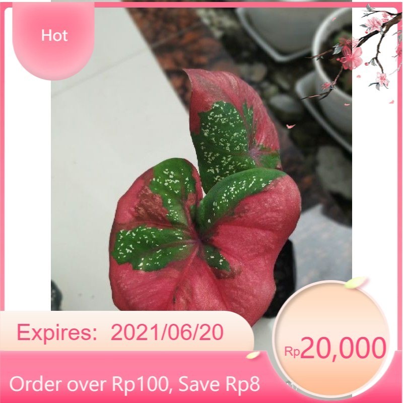 ( BISA COD )  Bibit Tanaman Hias Caladium Baret Merah / Anakan Keladi Baret Merah / Bunga Hias Kelad