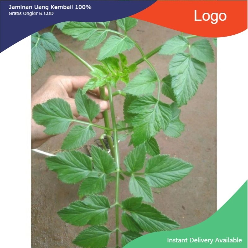 lalapan tespong perikat