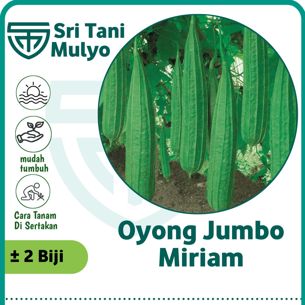 Melar Farm 2 Biji - Benih Oyong Import Jumbo MIRIAM F1 - Bibit Gambas Panjang 50cm Bibit Tanaman Say