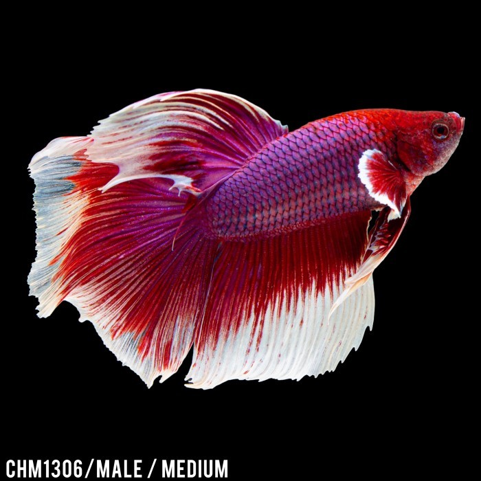 Cupang Hias Halfmoon Red Mix White / Betta Fish Halfmoon Merah