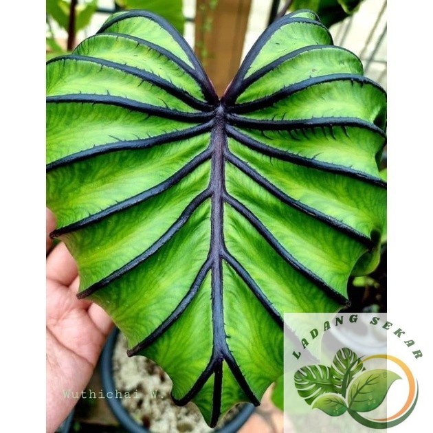 Tanaman Hidup Colocasia Pharaoh/Paraok Mask Topeng Firaun Siap Tanam Ukuran Tinggi 50-80 cm