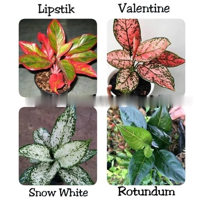 Paket 4 Aglonema - Red Lipstik-Valentine-Snowwhite-Rotundum