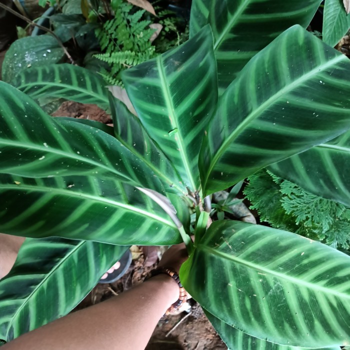 CALATEA ZEBRINA DEWASA / tanaman hias calatea zebrina / ZEBRINA