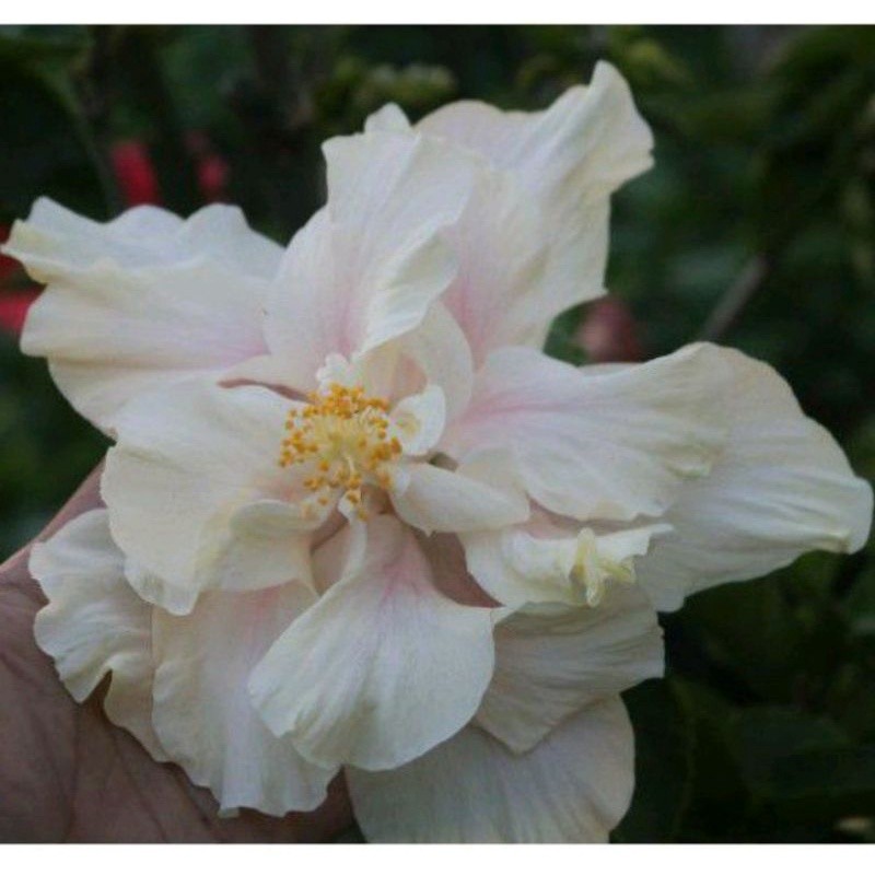 A.F. tanaman hias kembang sepatu putih tumpuk