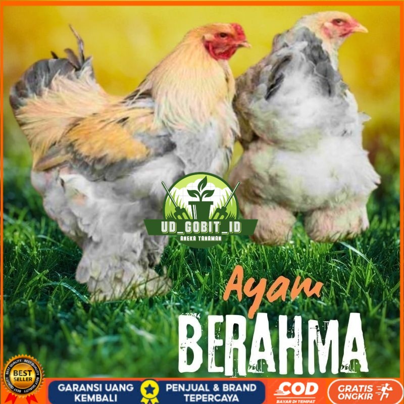 

telur ayam hias Berahma untuk di tetaskan UD_GOBIT_ID