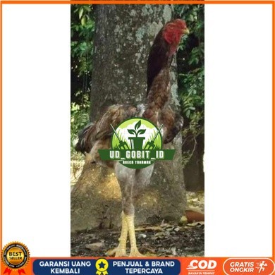 

TELUR AYAM KINGGOR / king GORILA SUPER UNTUK DI TETASKAN UD_GOBIT_ID