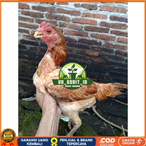 

Asel Beak Parrot terlur terlaris UD_GOBIT_ID