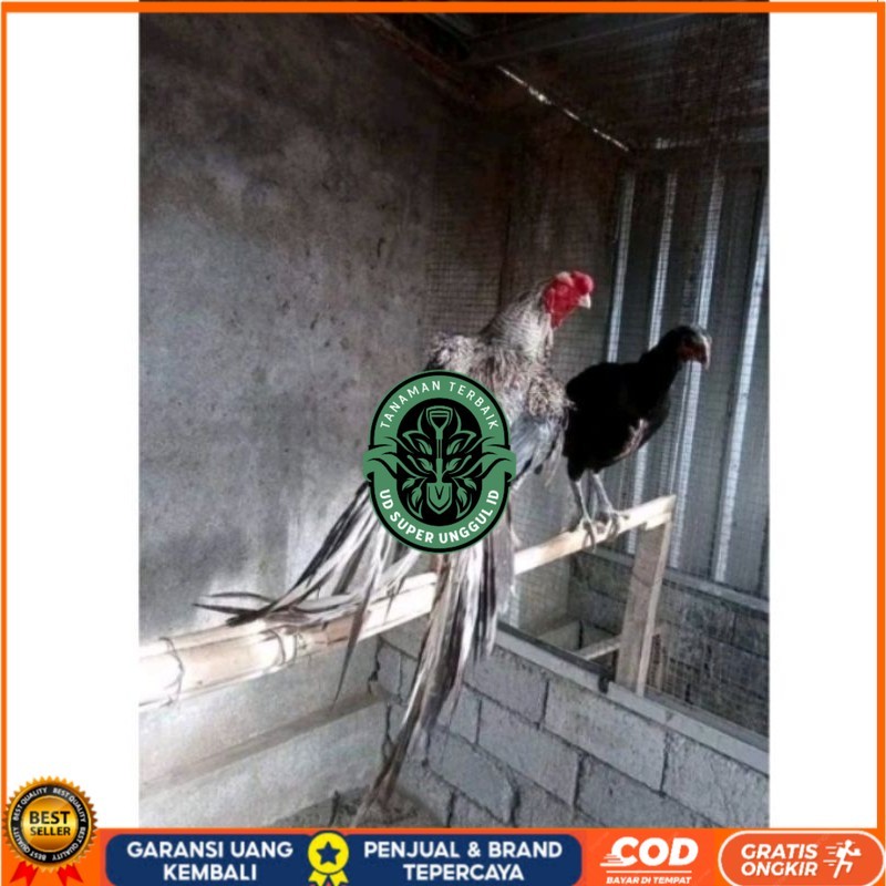 

Telor Ayam Bangkok Ekor Lidi Telur Ayam Hias Fertil hanya untuk ditetaskan UD_SUPER_UNGGUL_ID