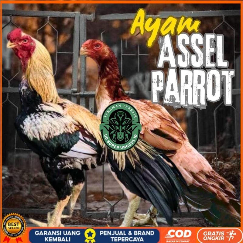 

telur ayam assel Parrot ori bisa untuk di tetaskan UD_SUPER_UNGGUL_ID