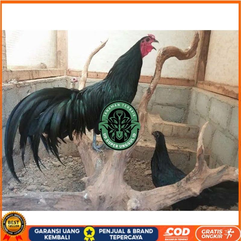 

TELUR AYAM HIAS BLACK SUMANTRA UNTUK DI TETASKAN UD_SUPER_UNGGUL_ID