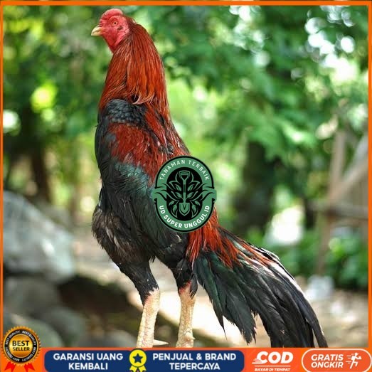 

Telur ayam bangkok pakhoy petarung aduan fertil siap ditetaskan UD_SUPER_UNGGUL_ID