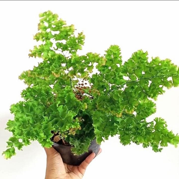 Tanaman hias suplir - Tanaman hias suplir maiden hair - suplir tanaman