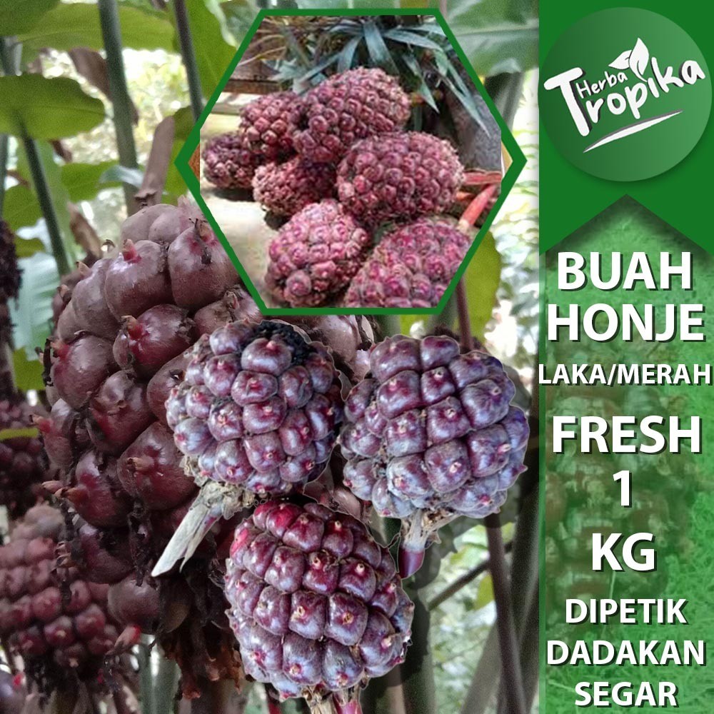 

Buah Honje Laka Merah Sayuran Segar 1 kg toko herba tropika