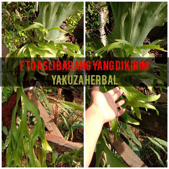 Tanaman kadaka uncal