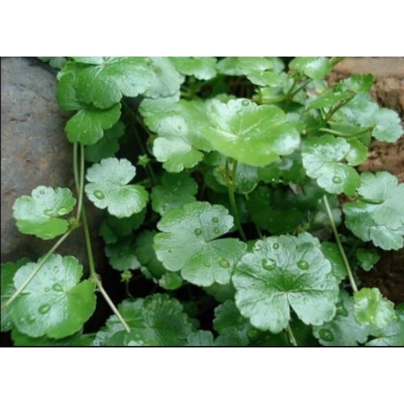 

Promo,daun pegagan segar,atau semangii Gunung/500gram fress Rempah_herbalCo