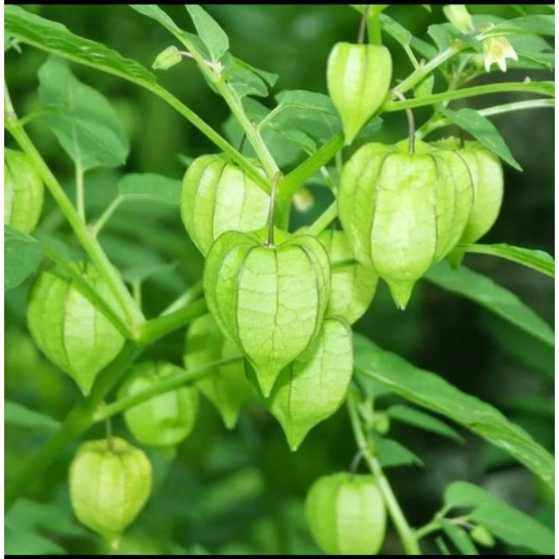 

Daun ciplukan 500g Segar obat kangker payudara Rempah_herbalCo