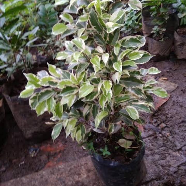 Tanaman Hias bibit beringin Varigata cantik - beringin Varigata