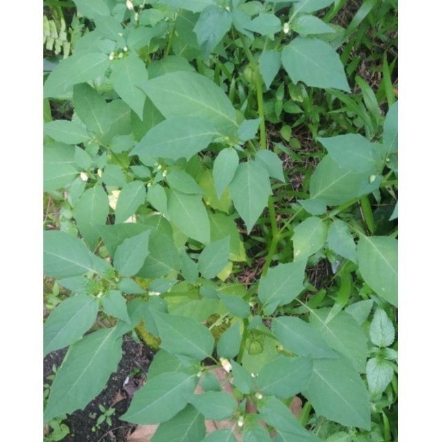 

Promo COD daun CIMPLUKAN segar/ pohon cimplukan fres 500gram Azzahra.AS