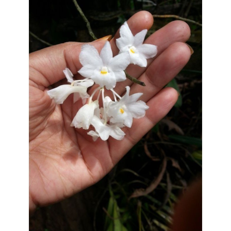 Anggrek dendrobium mutabile Spesies Onokabe_co