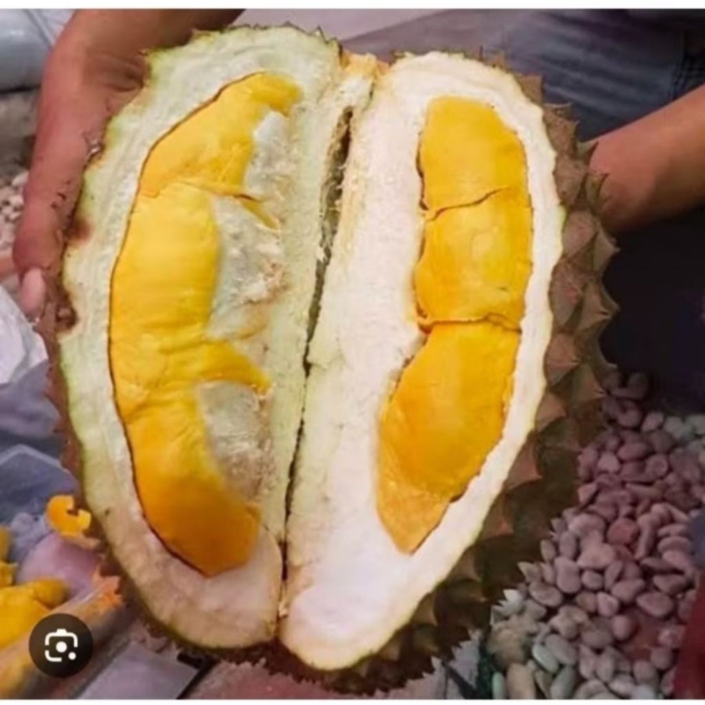 

Durian Utuh Bawor Banyumas Jumbo 3,5-4 Kg Legit Premium Termurah