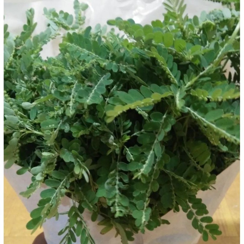 

DAUN MENIRAN SEGAR DI AMBIL LANGSUNG 100 GRAM