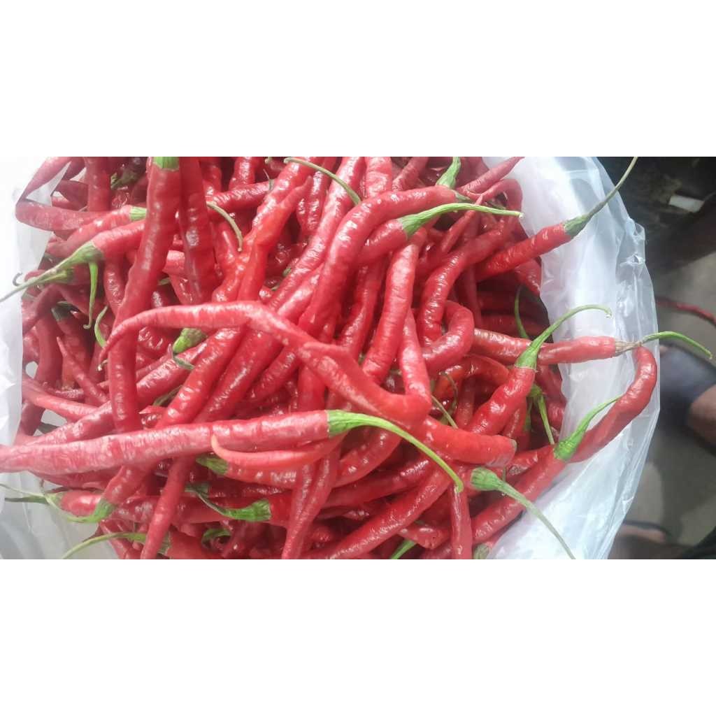 

Paket Cabai Merah Keriting .