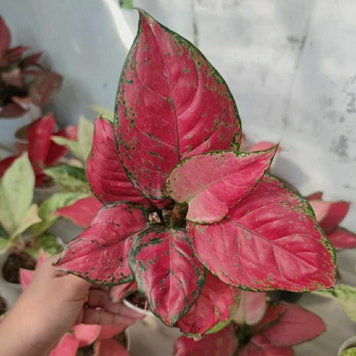 Tanaman hias hias aglonema red anjamani incidule pot - aglonema + pot - Murah