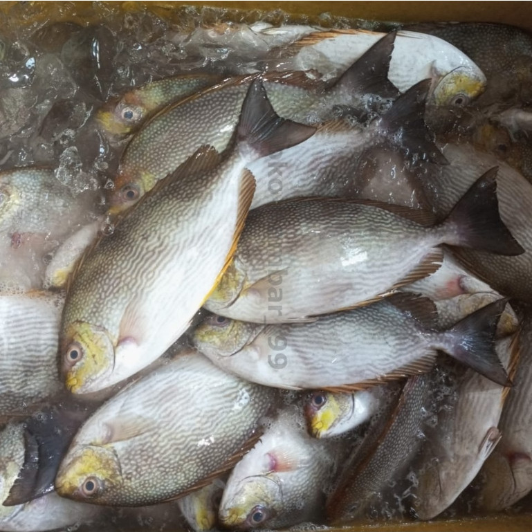 

Ikan Baronang Segar 1Kg Ikan Baronang Utuh