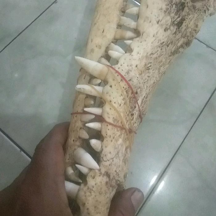 Promo hiasan dinding tengkorak buaya fullset