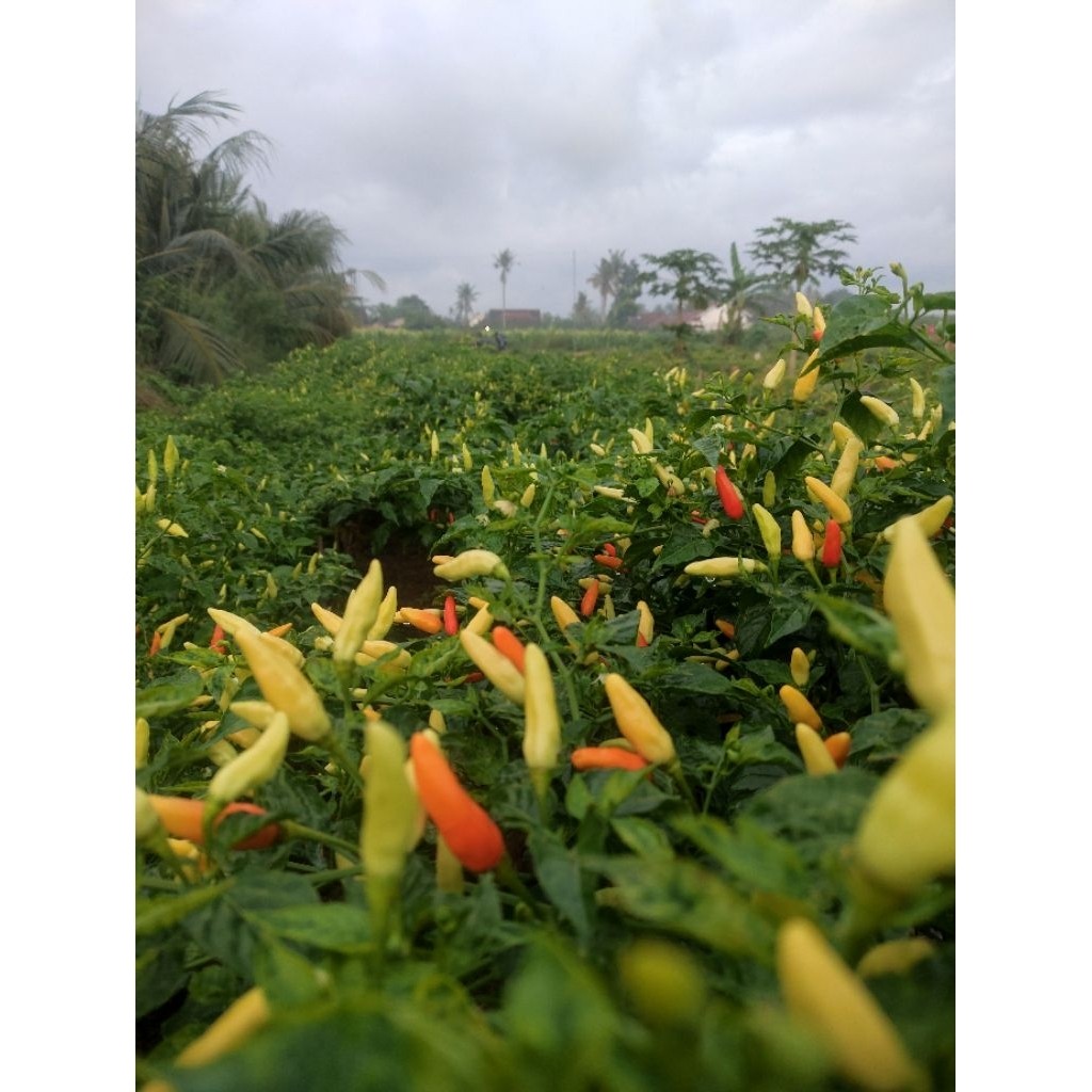 

PROMO CABAI RAWIT SUPER (ORI/KALIBER) FRESH 1 KG