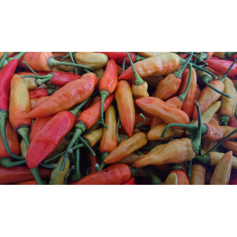 

PROMO cabai rawit merah Asmoro / ORI super pedas 250gr