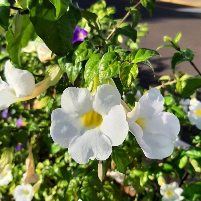 Tanaman rambat tumbergia bunga putih Pohon rambat tumbergia