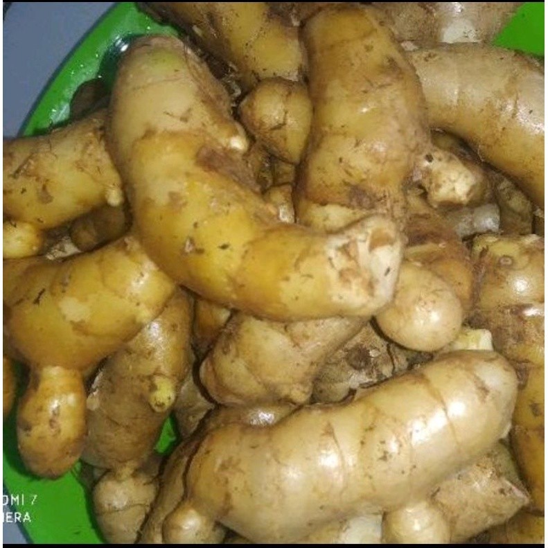 

Temu Putih Segar Curcuma Zedoaria 1kg