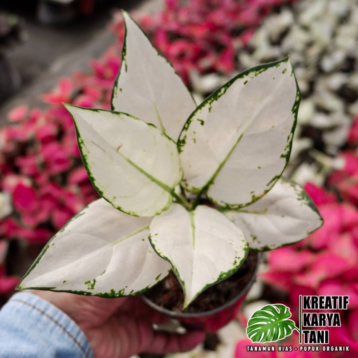 Tanaman hias aglonema super white - Aglonema super white