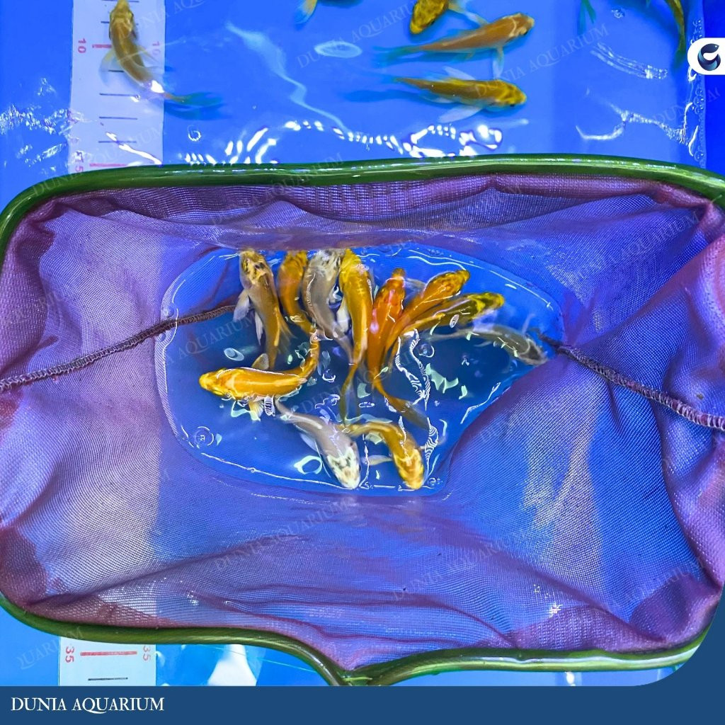 Koi Metalik Slayer / Koi Metalik Kumpay