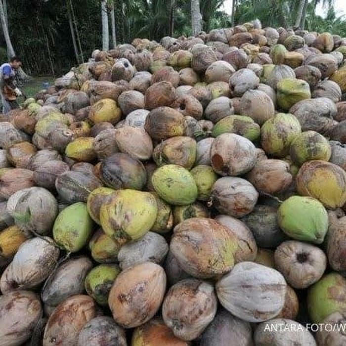 

Kelapa Original - Tanpa Batok