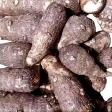 

umbi talas segar 1 kg