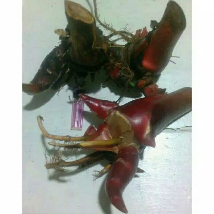 

Ready stok New PAKET 3 Bibit kecombrang/honje merah