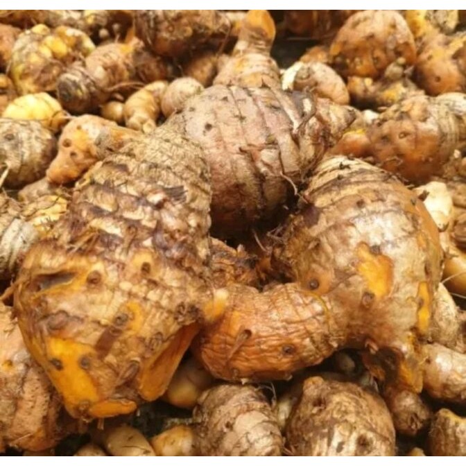 

Bersih dan Segar Temulak 1 kg