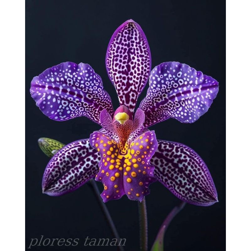 BUNGA ANGGREK BULAN JUMBO BEBAS PILIH SIAP BERBUNGA ANGGREK BULAN IMPORT