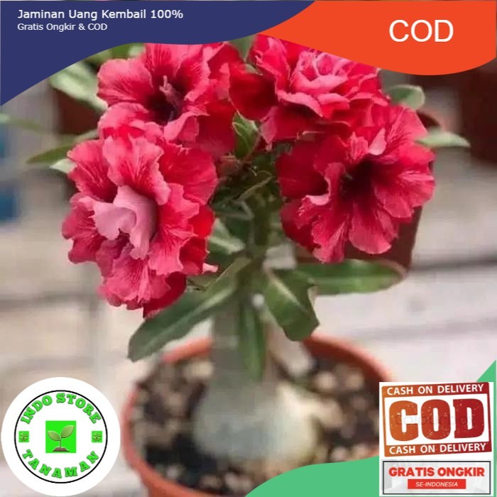 pohon kamboja jepang-adenium bunga merah bonggol besar (COD)